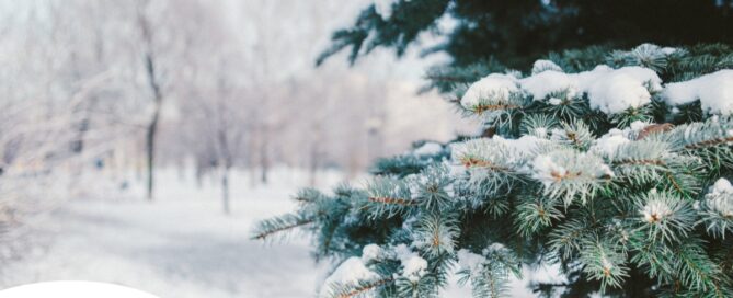 A tree and road are covered in snow representing winter and the senior safety that should be prioritized during the season.